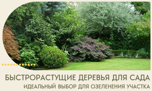 Быстрорастущие деревья для сада идеальный выбор в Холмске